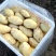 供应肥城新土豆荷兰十五土豆货源充足价格便宜质量好