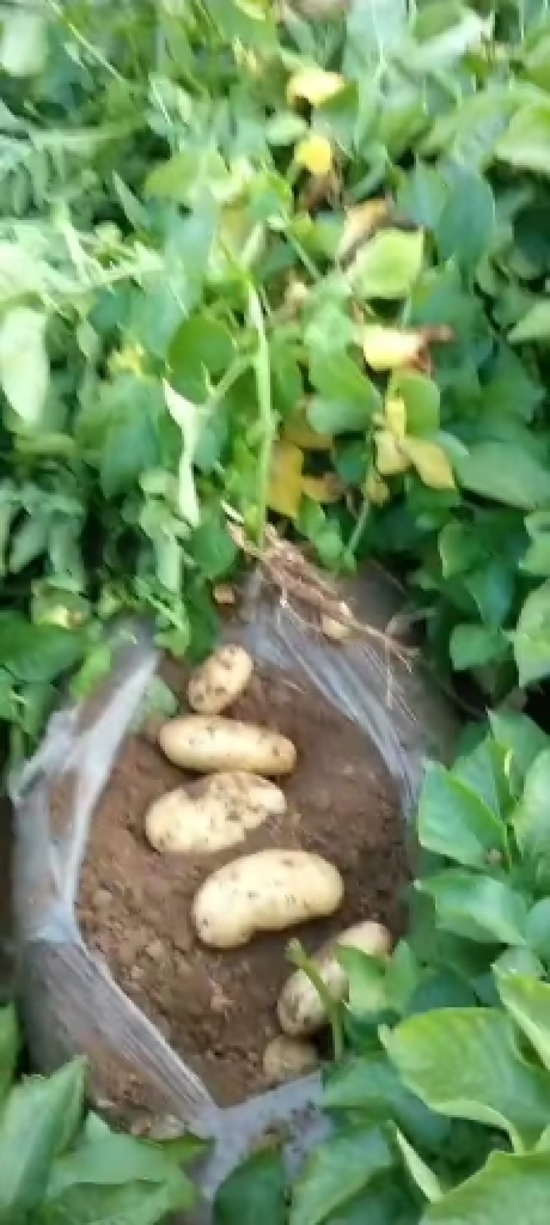 供应肥城新土豆荷兰十五土豆货源充足价格便宜质量好