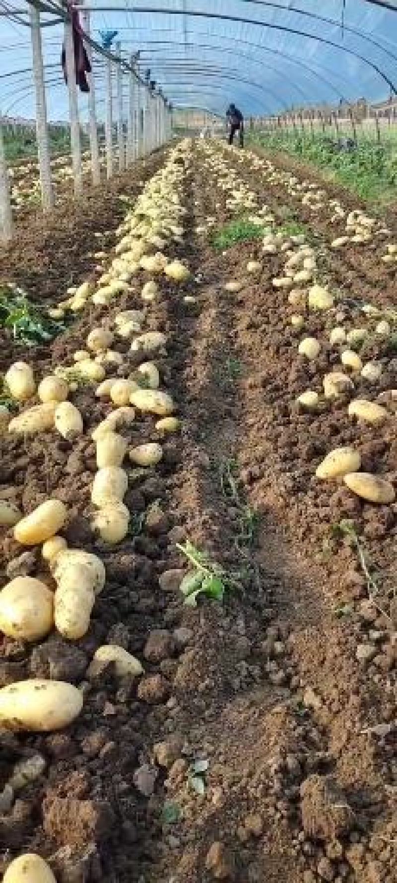 供应肥城新土豆荷兰十五土豆货源充足价格便宜质量好