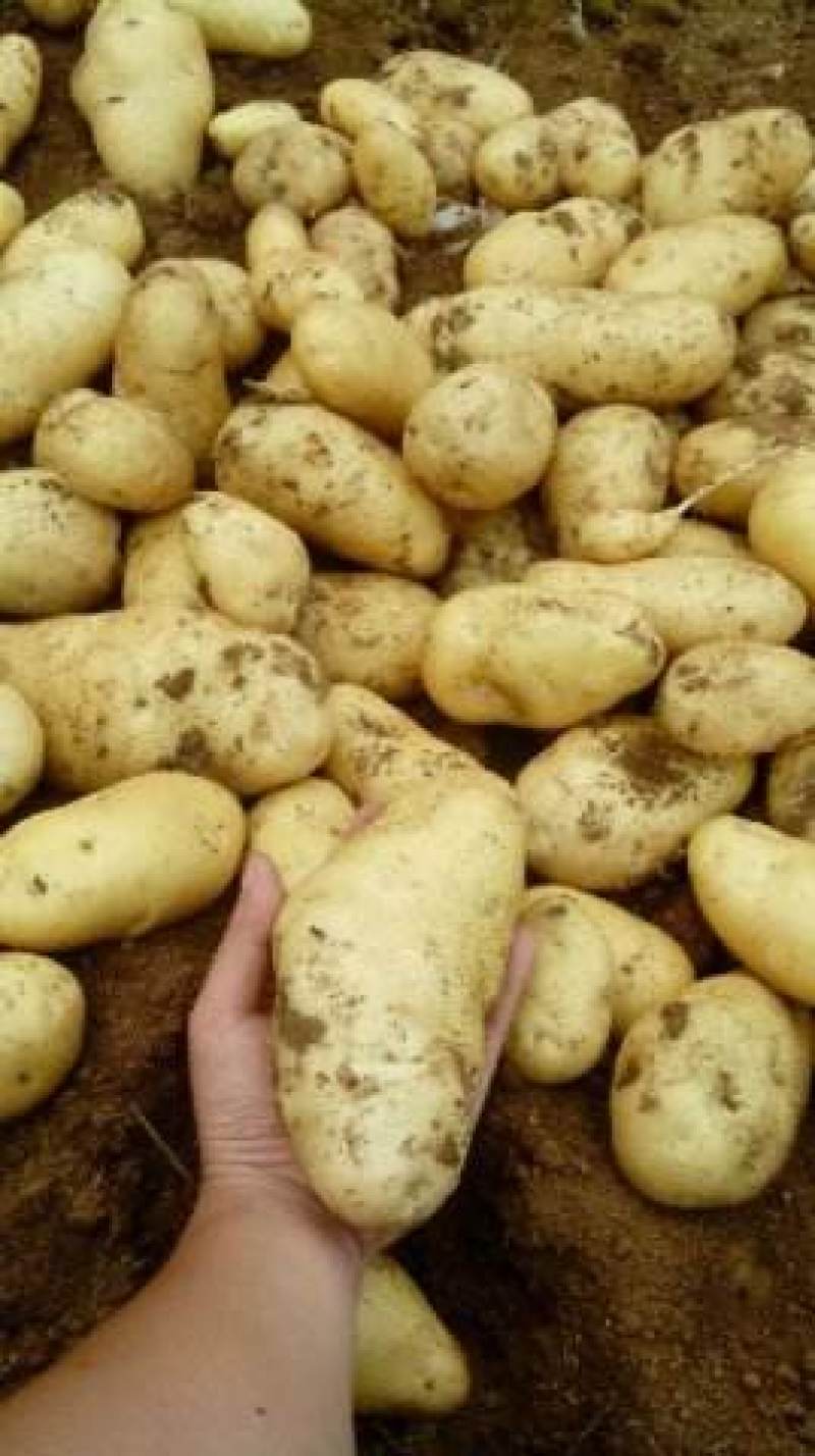 供应肥城新土豆荷兰十五土豆货源充足价格便宜质量好