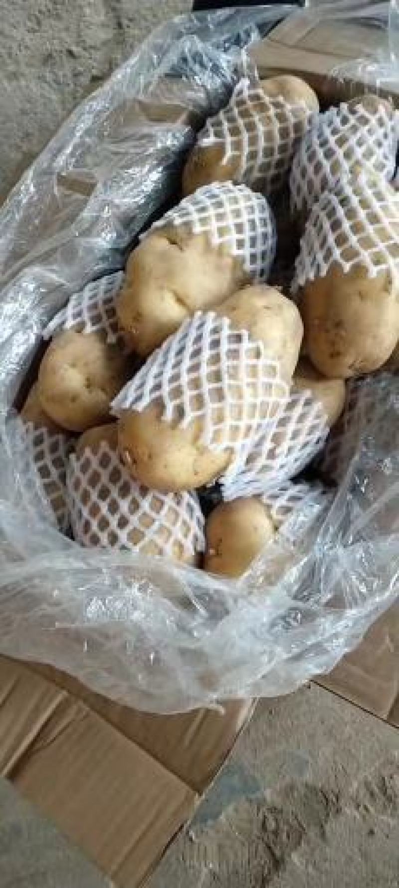 供应肥城新土豆荷兰十五土豆货源充足价格便宜质量好