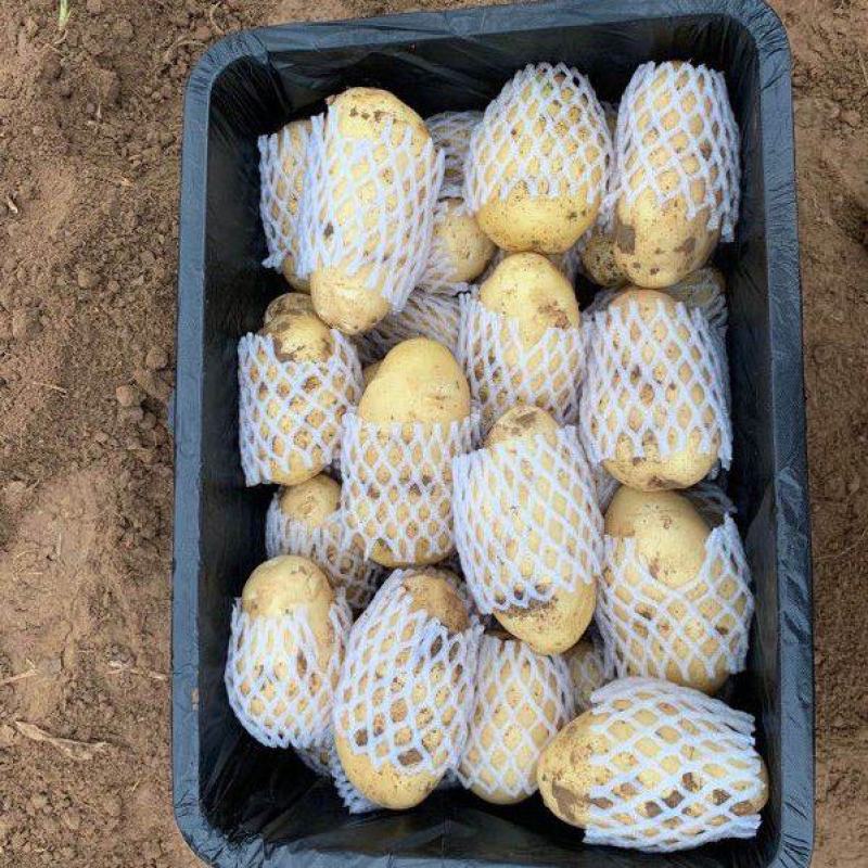 供应肥城新土豆荷兰十五土豆货源充足价格便宜质量好