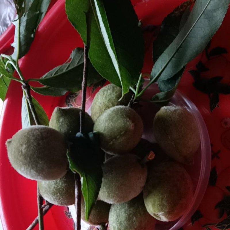 杏子青杏子来自农家自种的，好质量5斤为—批发件包邮。