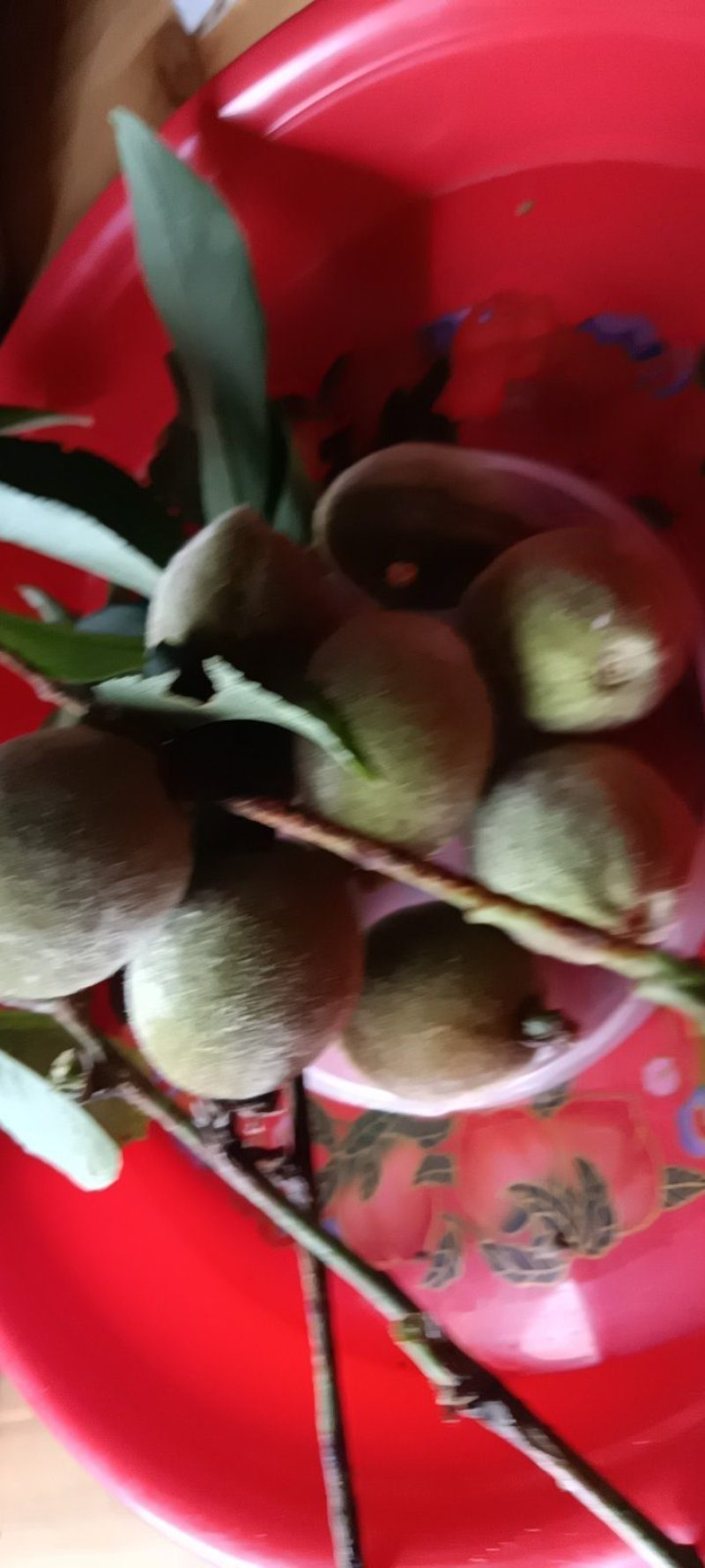 杏子青杏子来自农家自种的，好质量5斤为—批发件包邮。