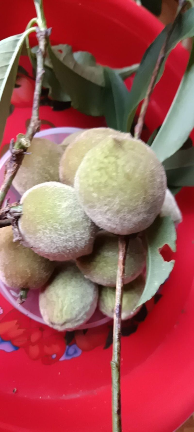 杏子青杏子来自农家自种的，好质量5斤为—批发件包邮。