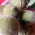 杏子青杏子来自农家自种的，好质量5斤为—批发件包邮。