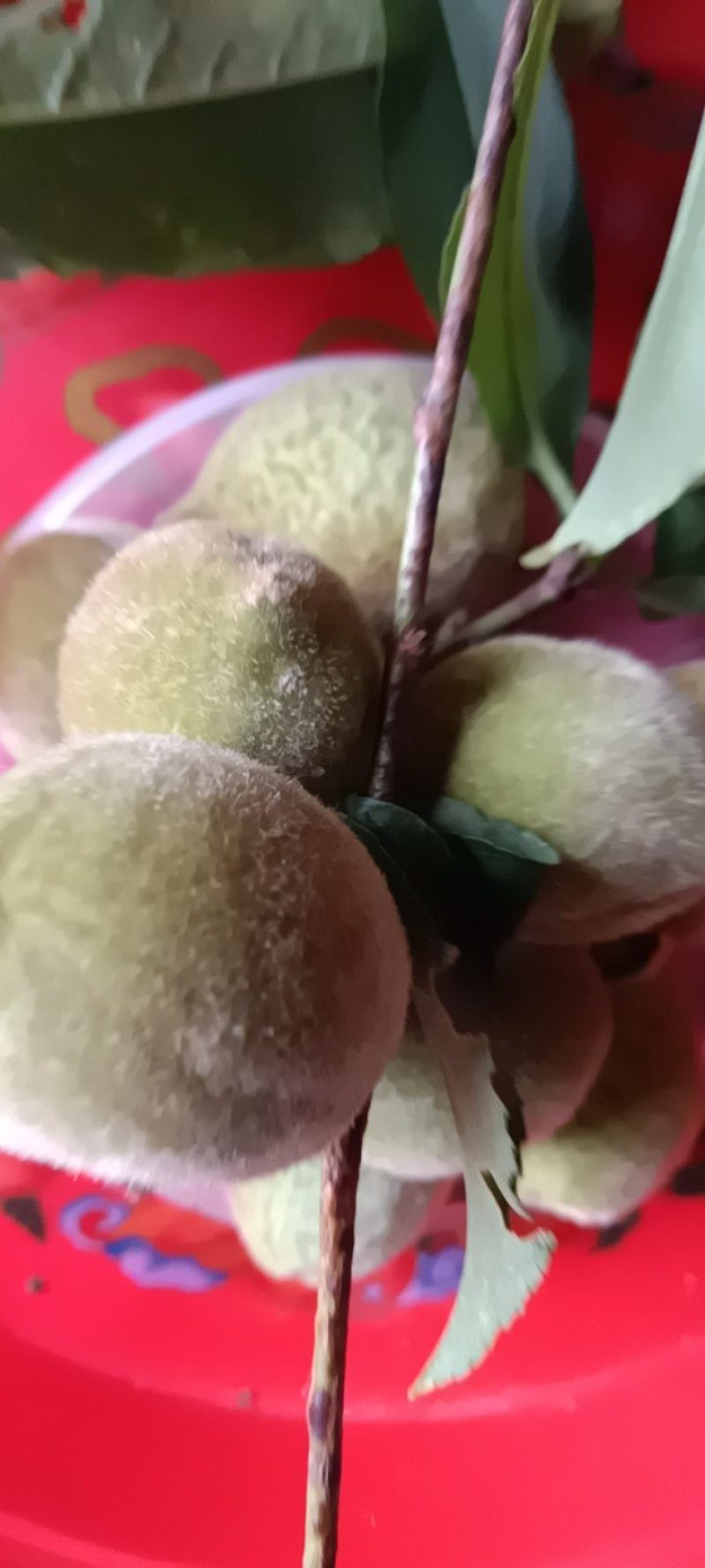 杏子青杏子来自农家自种的，好质量5斤为—批发件包邮。
