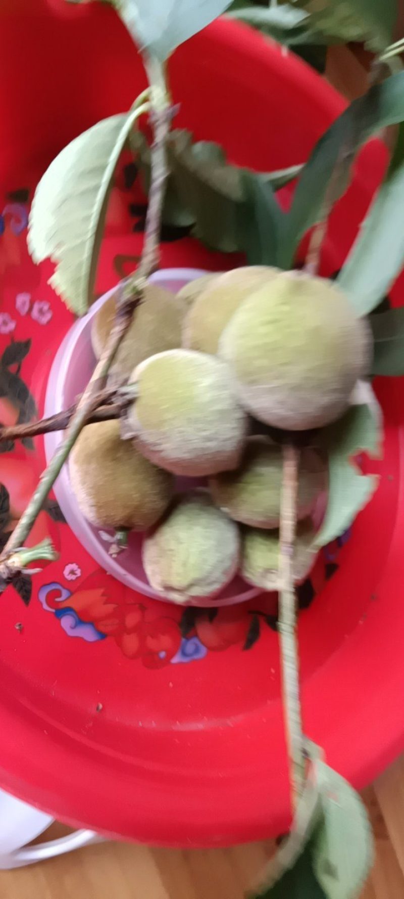 杏子青杏子来自农家自种的，好质量5斤为—批发件包邮。
