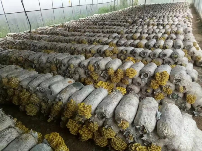 菌包出售