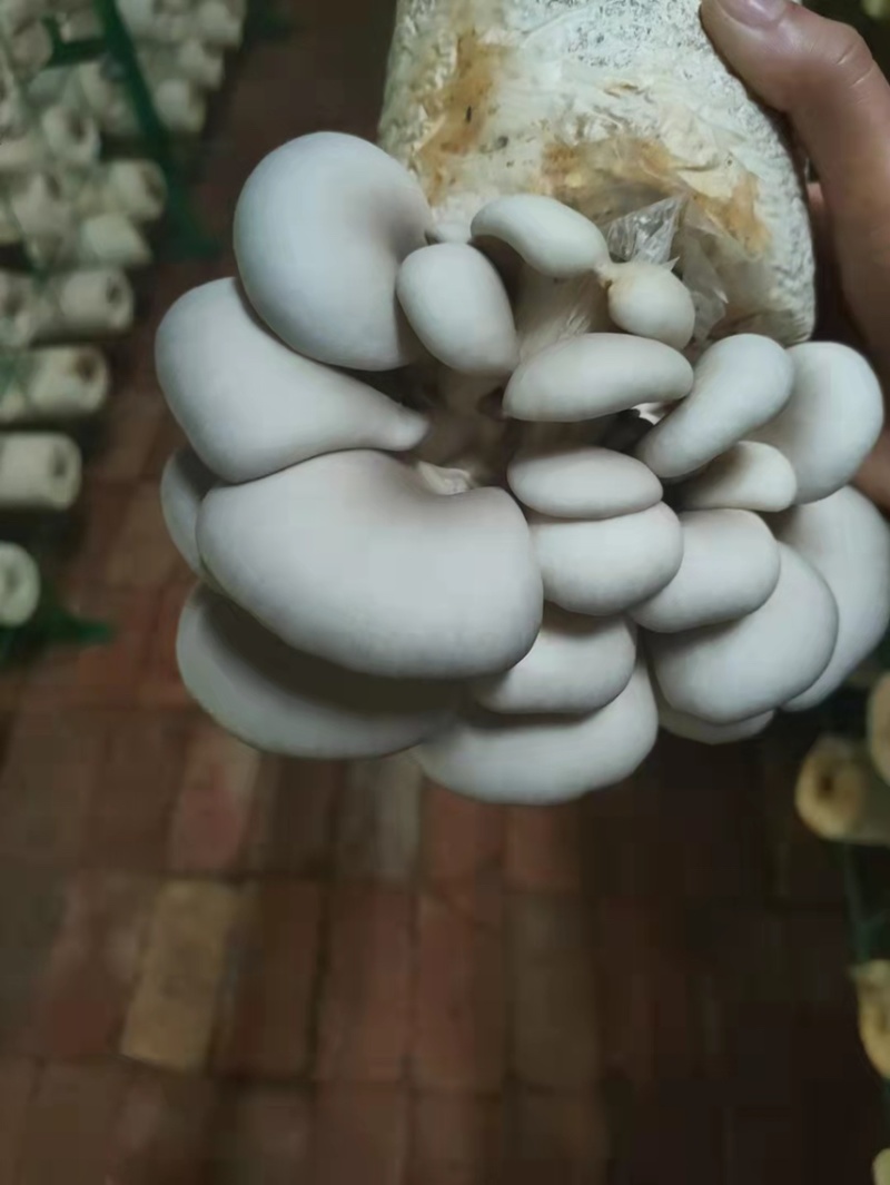菌包出售