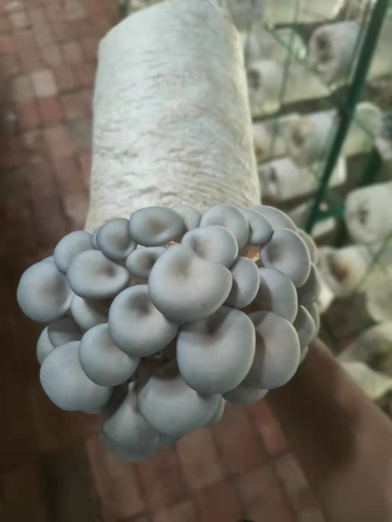 菌包出售