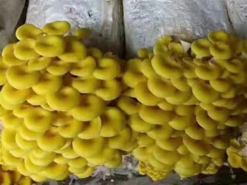 菌包出售