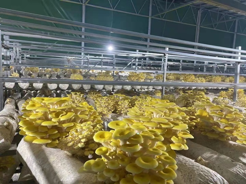 菌包出售