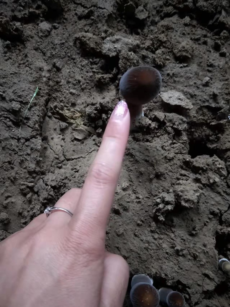 菌包出售