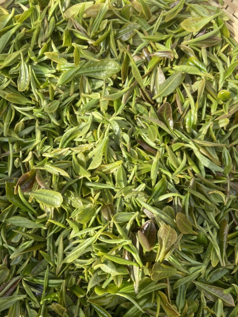 自家茶园种植的茶龙井茶视频看货品质保证包邮