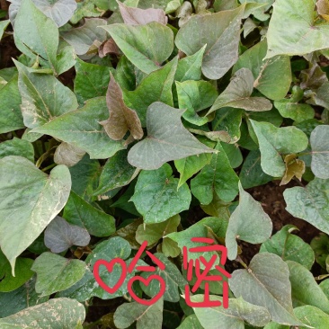 红薯苗