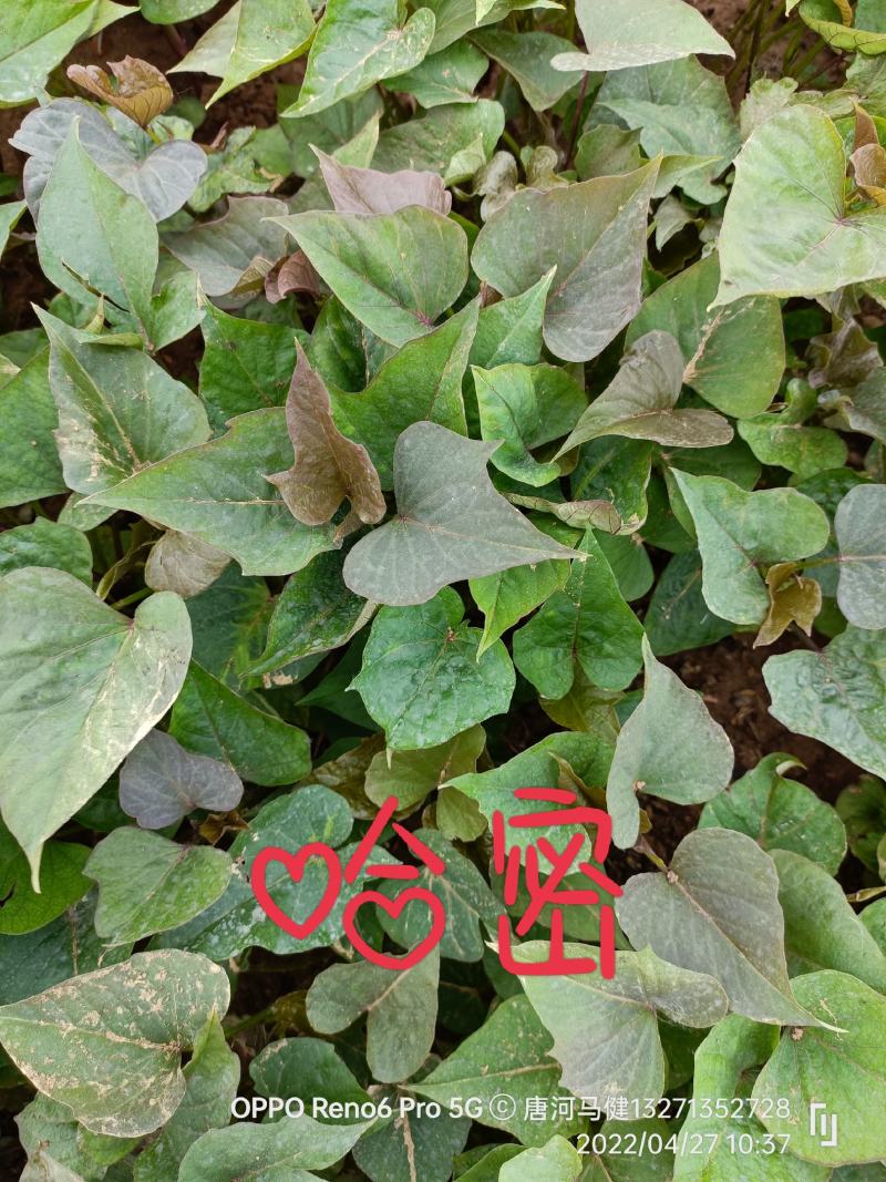 红薯苗