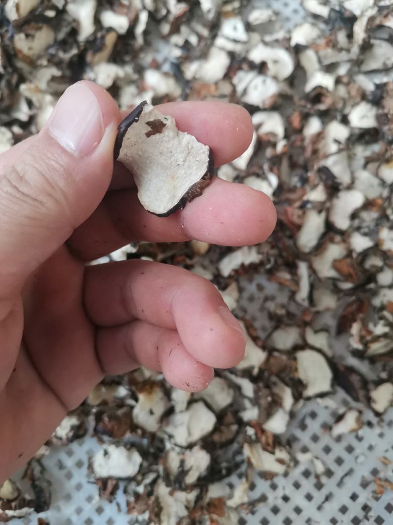 甜脆马蹄干片荸荠干片煲汤糖水原料大片马蹄干足干无硫