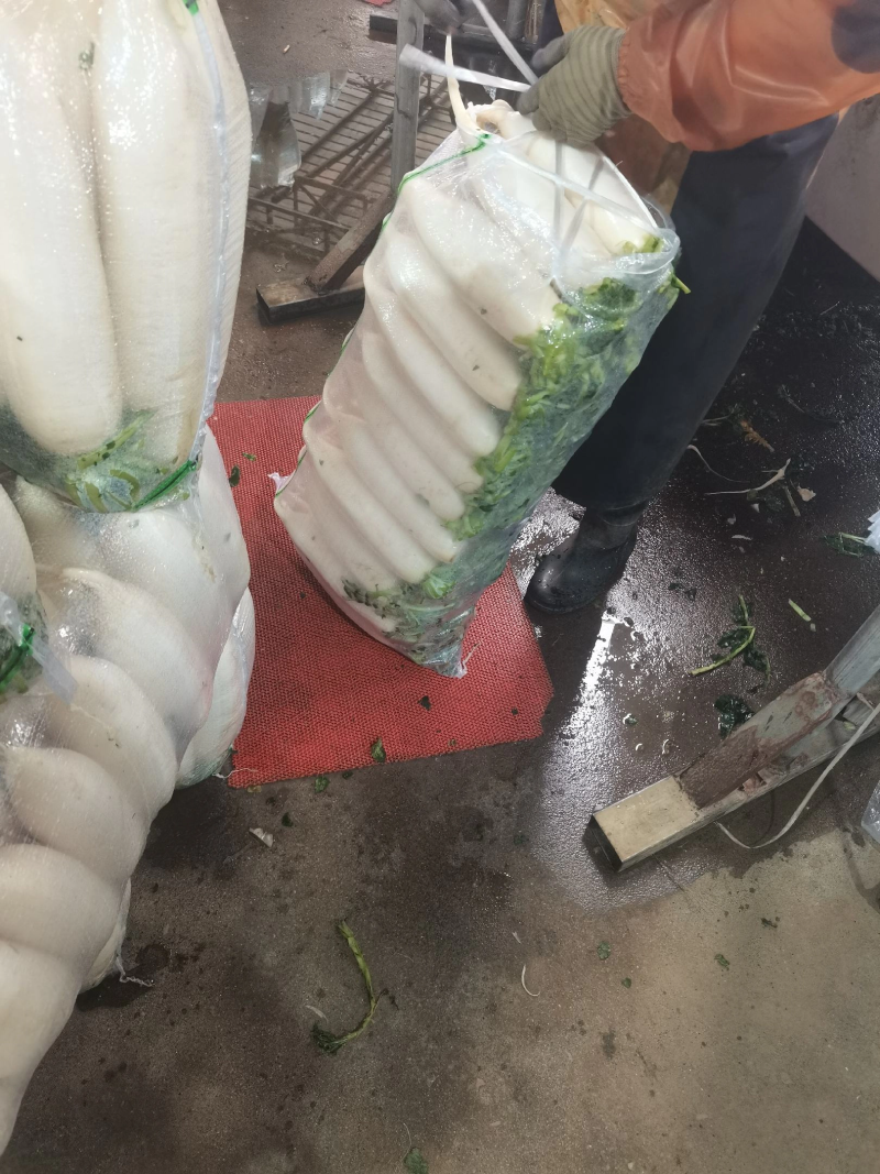 湖北天门白萝卜大量上市，三排四排五排规格齐全，品质保障