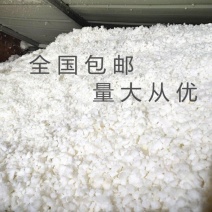 棉花长绒棉花货干杂质少价格优惠常年供应欢迎来电