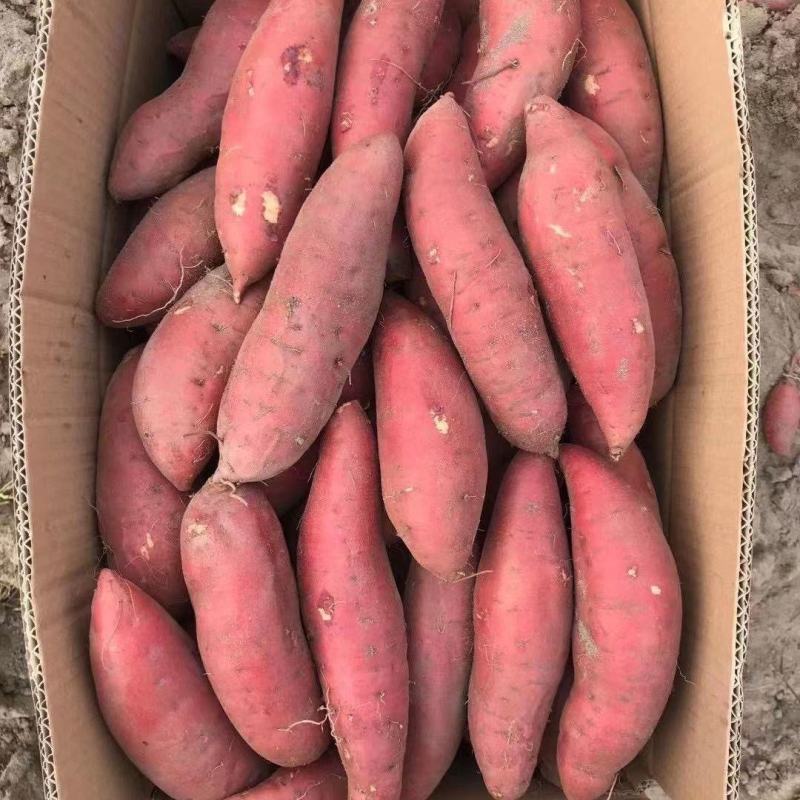 红薯规格齐全品质上乘价格实惠货源充足商薯