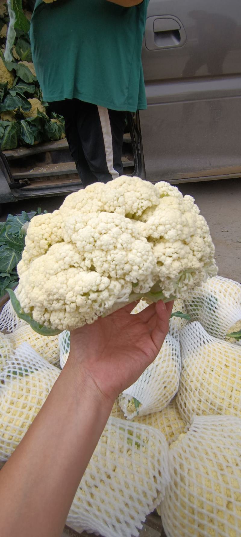 本地陆地新鲜头茬花菜，大量有货，质优价廉，一手货源，