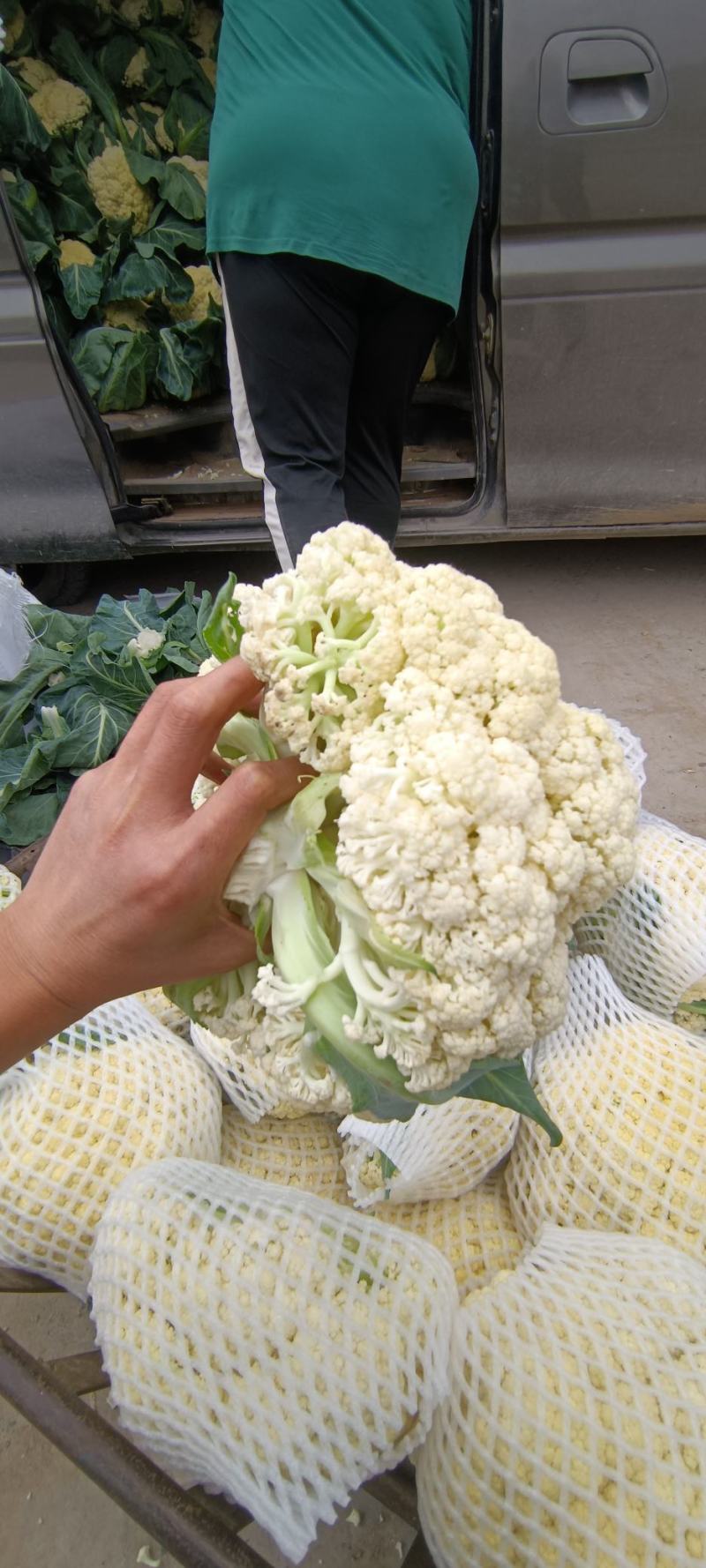 本地陆地新鲜头茬花菜，大量有货，质优价廉，一手货源，