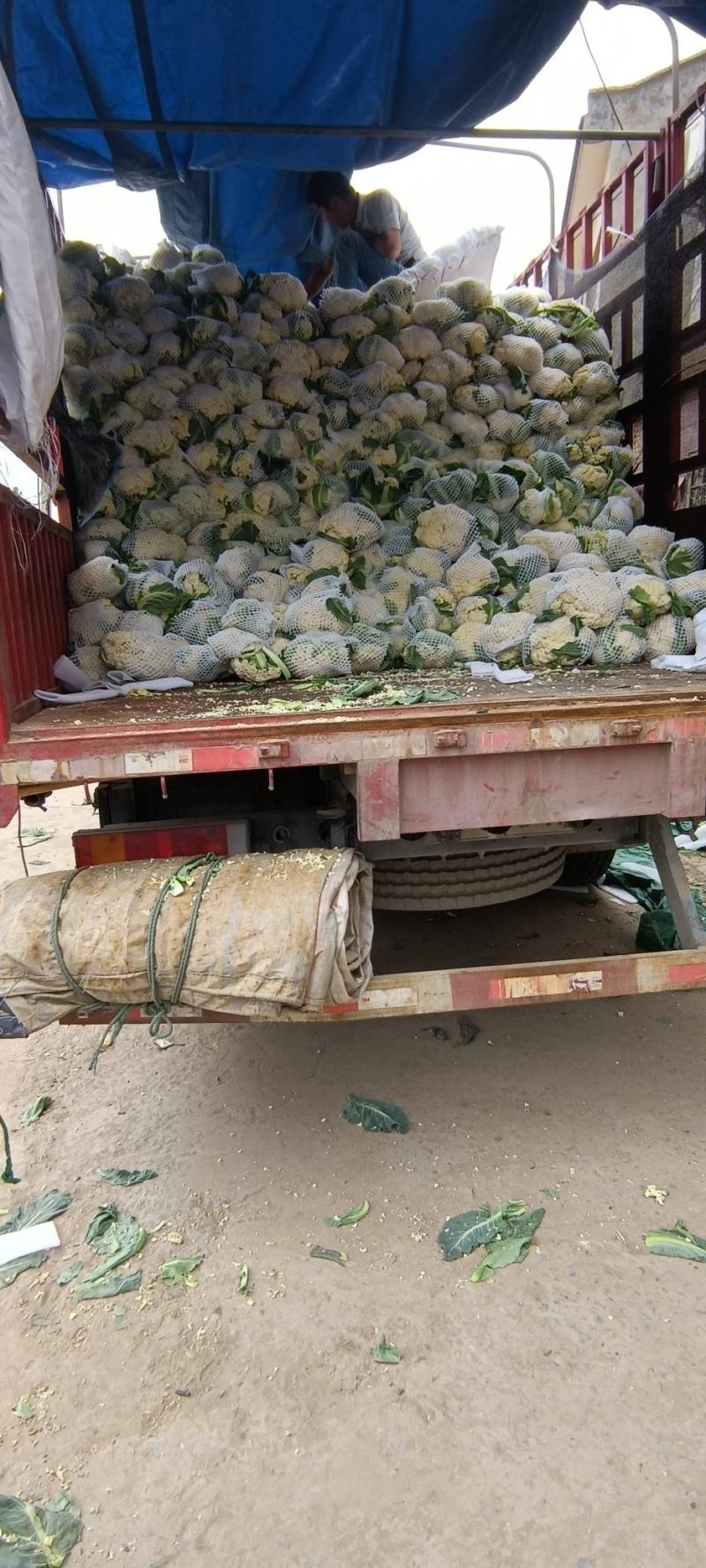本地陆地新鲜头茬花菜，大量有货，质优价廉，一手货源，