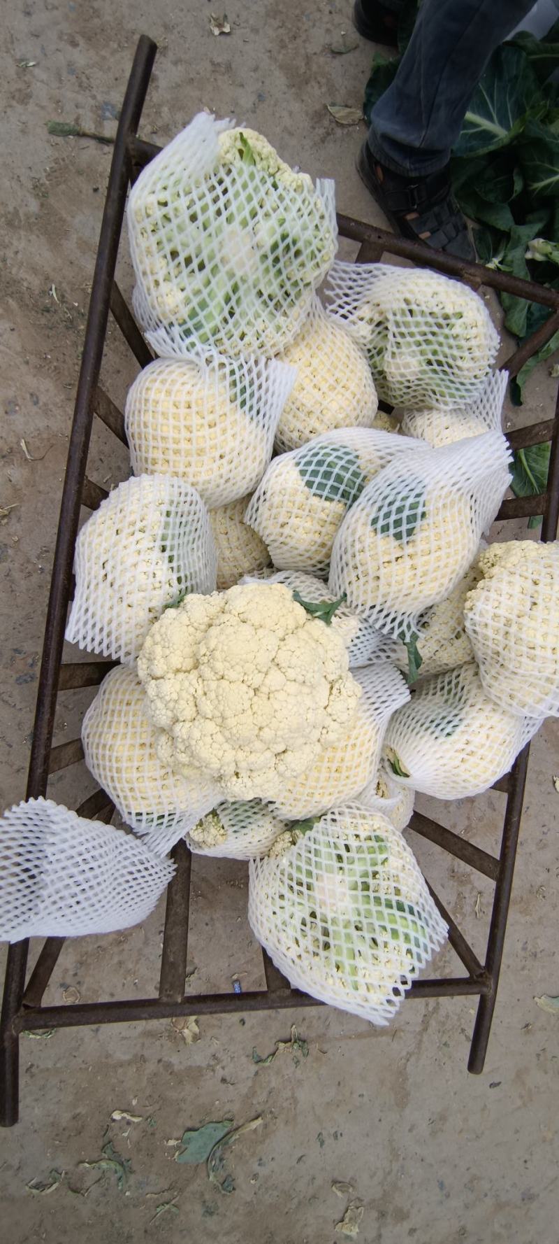 本地陆地新鲜头茬花菜，大量有货，质优价廉，一手货源，