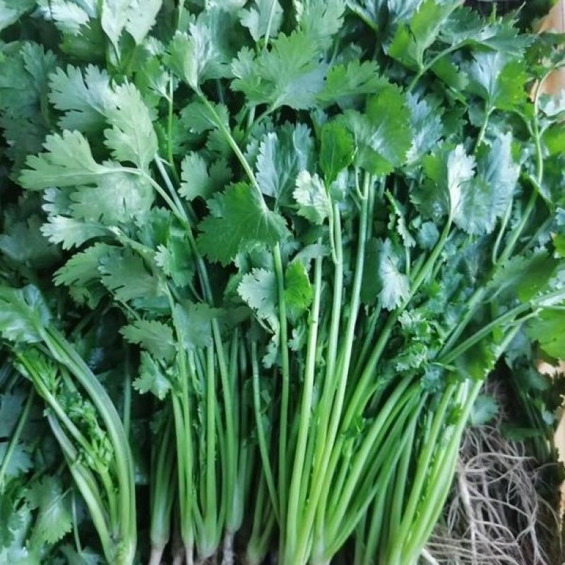 【精选】云南大叶香菜，供应货量充足，产地直发，欢迎采购