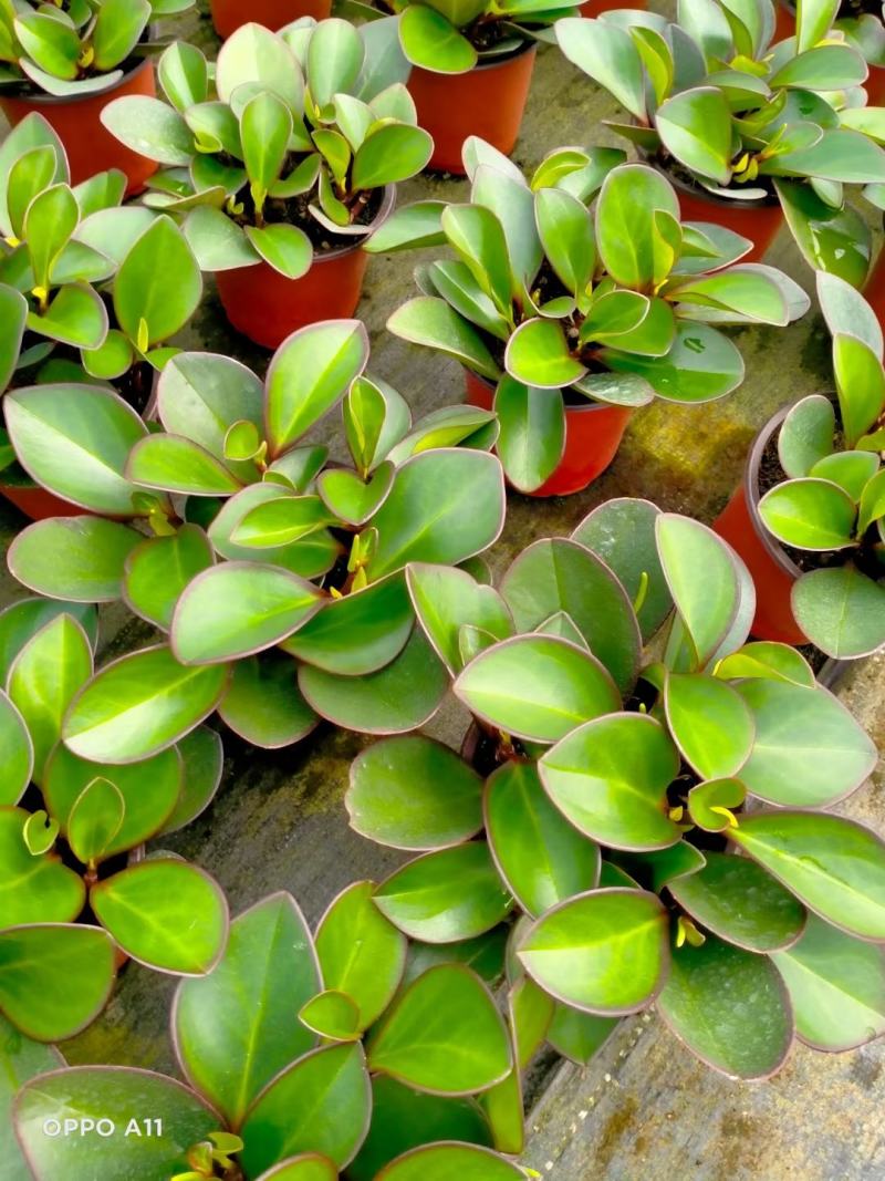 福建漳平豆瓣绿碧玉吸烟植物花卉绿植室内桌面新房防辐射甲醛