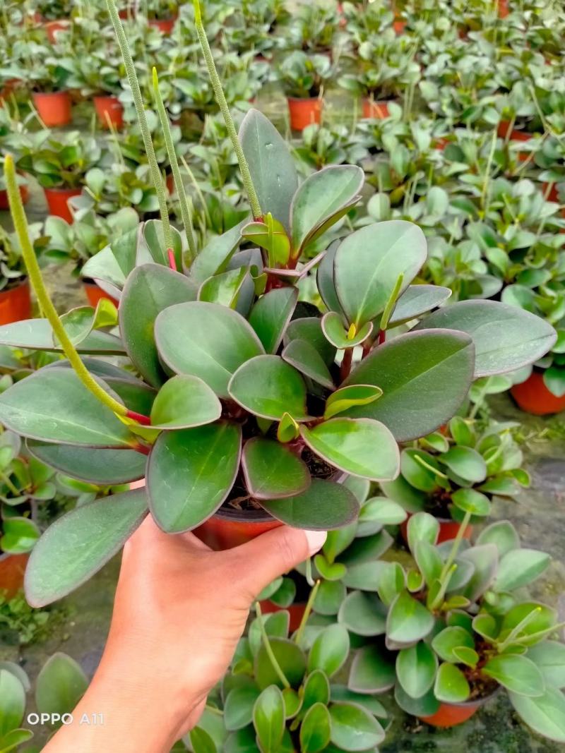 福建漳平豆瓣绿碧玉吸烟植物花卉绿植室内桌面新房防辐射甲醛