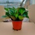 福建漳平豆瓣绿碧玉吸烟植物花卉绿植室内桌面新房防辐射甲醛