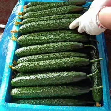 青肉密刺黄瓜大量供用中，对接电商平台，销售各大市场