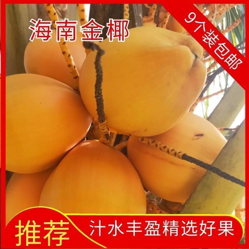 【一件代发】海南椰子新鲜海南农家肥种植黄金椰子批发包邮