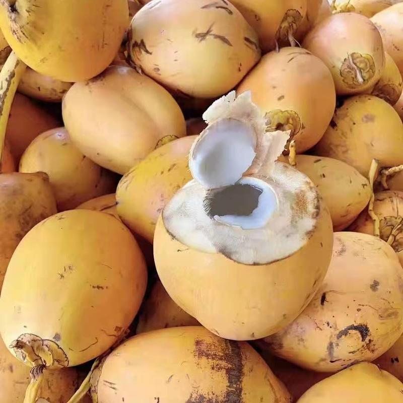 【一件代发】海南椰子新鲜海南农家肥种植黄金椰子批发包邮