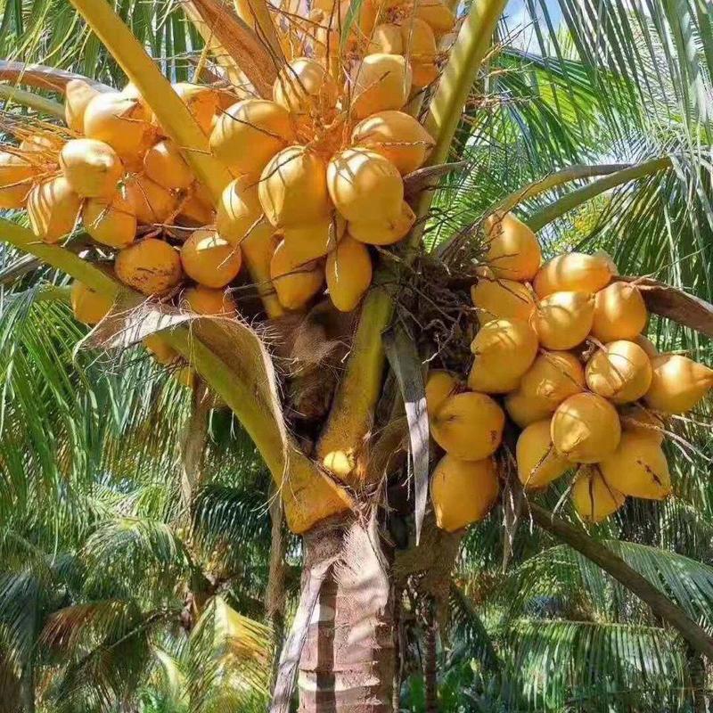 【一件代发】海南椰子新鲜海南农家肥种植黄金椰子批发包邮
