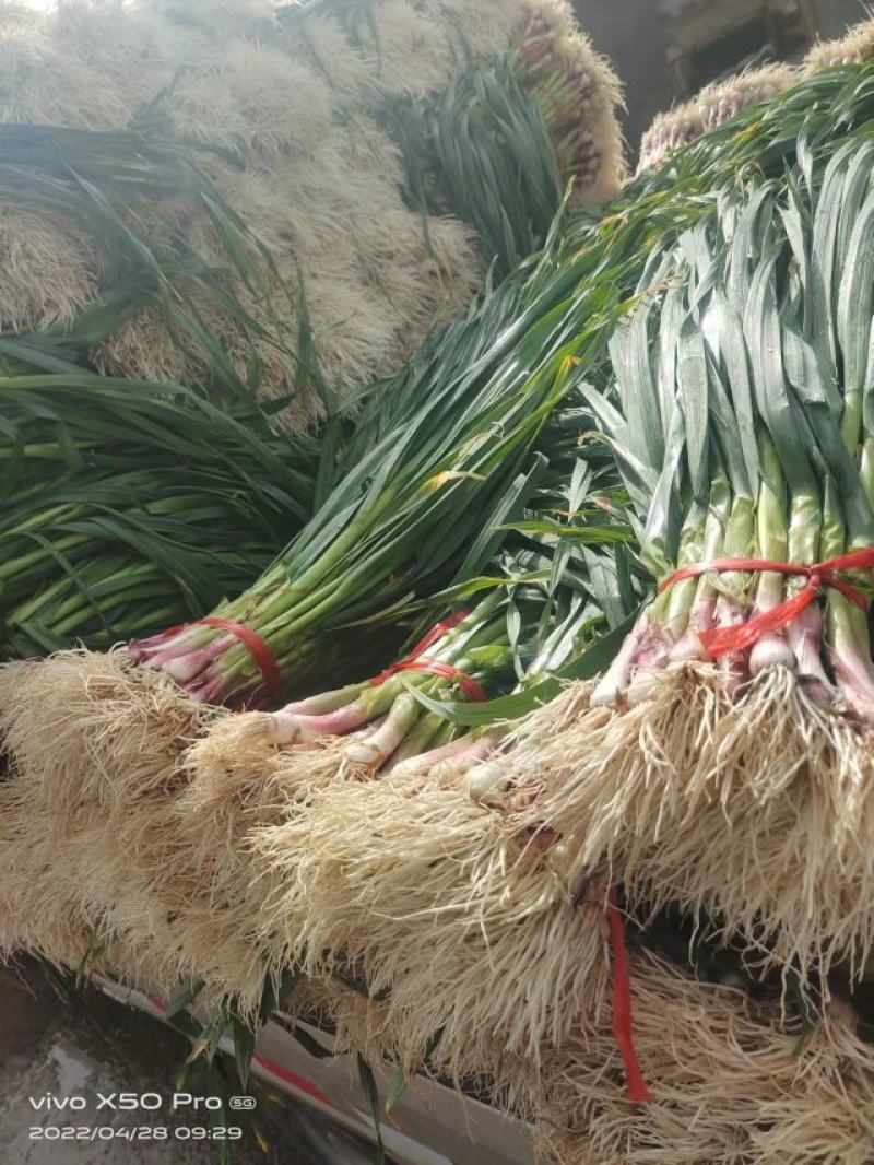 甘肃红根蒜苗大量上市中对接全国采购商欢迎需要的老板联系