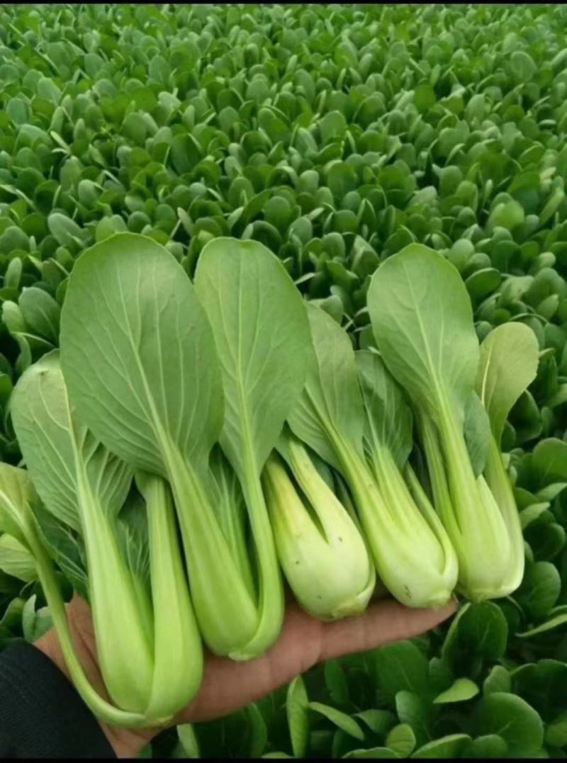 【牛商推荐】精品油菜，上海青产地直销中，货源充足