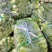 【牛商推荐】精品油菜，上海青产地直销中，货源充足