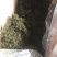新货蒲公英叶茶、桑叶茶，开春旺季泡水喝养生保健