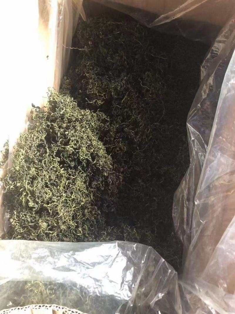 新货蒲公英叶茶、桑叶茶，开春旺季泡水喝养生保健