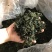 新货蒲公英叶茶、桑叶茶，开春旺季泡水喝养生保健