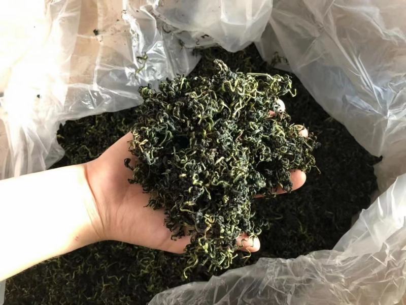 新货蒲公英叶茶、桑叶茶，开春旺季泡水喝养生保健