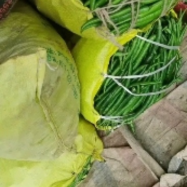 线椒泡椒尖椒大量上市