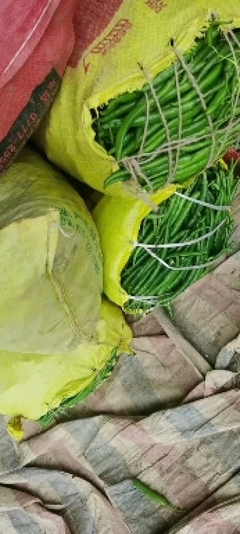 线椒泡椒尖椒大量上市