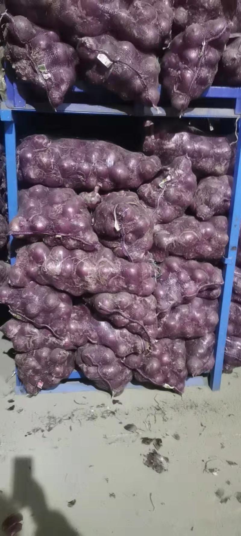 优质洋葱通许产地直发一手货源品质保证欢迎来电咨询