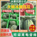 大量供应精品美都西瓜8斤打底9成熟1茬，