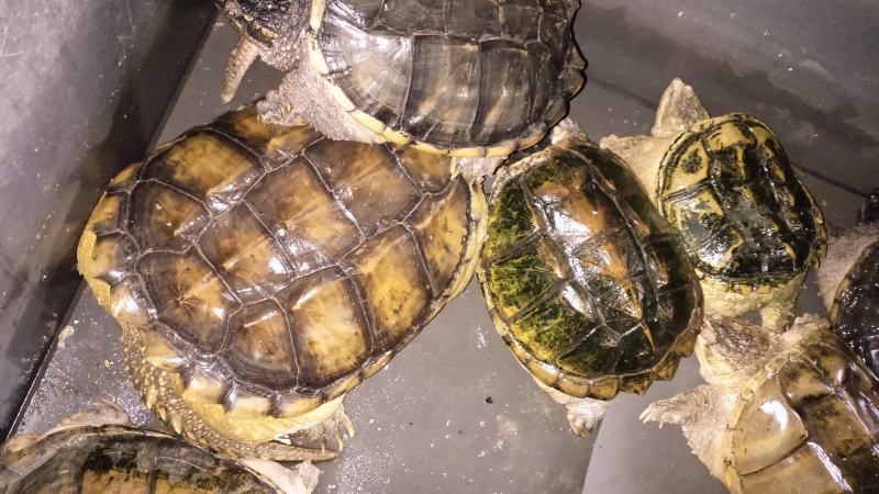 8斤起老种龟一个包邮