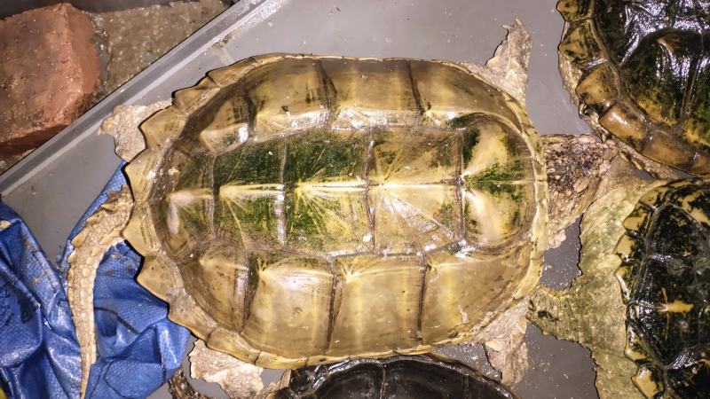 8斤起老种龟一个包邮